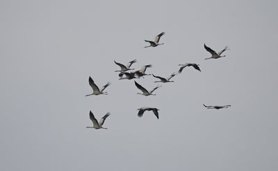 Cranes on their autumn migration