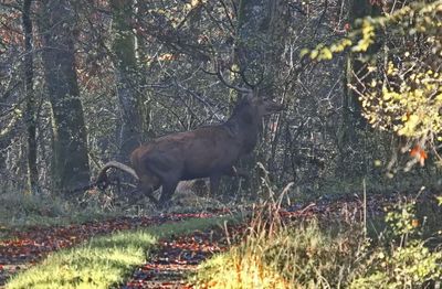 Red deer stag crossing the path