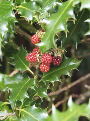 Not yet ripe blackberries intertwined with holly