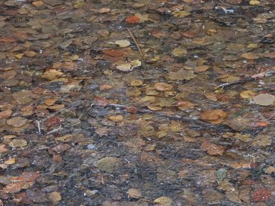 Leaves in frozen puddle