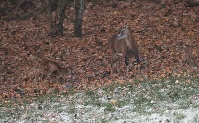 Mouflons - mummy and baby