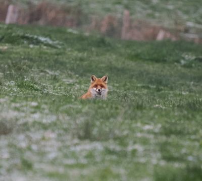 Fox on frozen ground