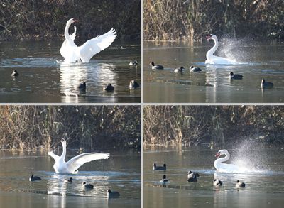 Swan taking a shower on a partially frozen pond