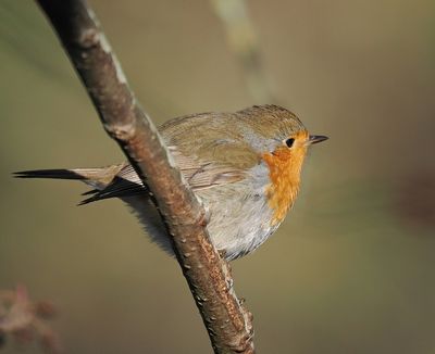 Robin - cold and hungry