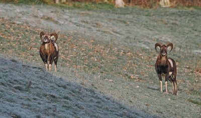 Mouflons on frozen ground