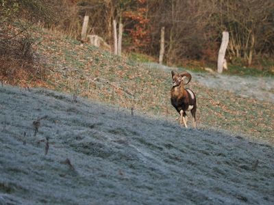 Mouflon sensing a presence and making away