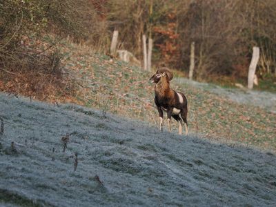 Mouflon sensing a presence and making away