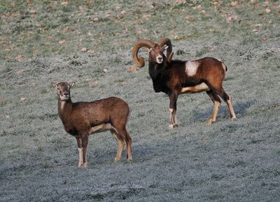 Mouflons checking the ground