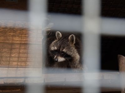Discovering a racoon behind a fence grid