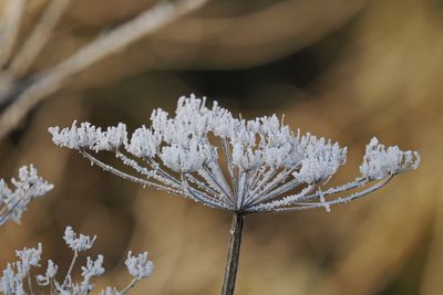 Crisp frost