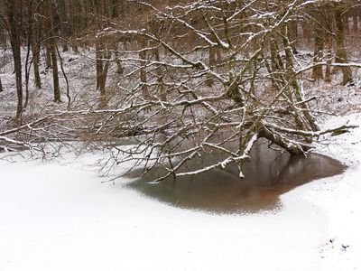 Partially frozen pond