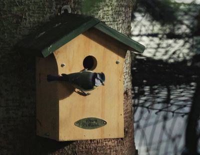 Blue tit getting organized for spring