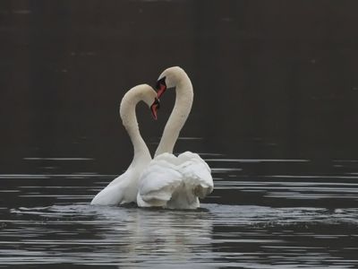 Valentine's swans