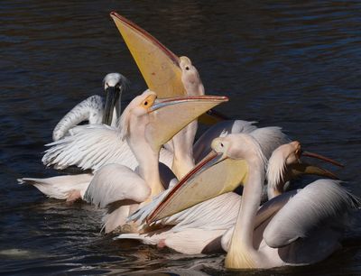 Pelicans