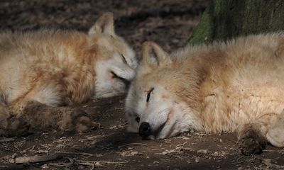 Wolves at siesta time