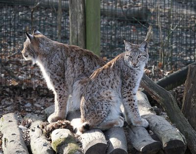 Lynx