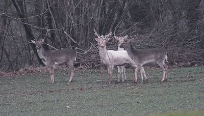 Fallow deer