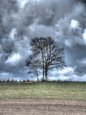 HDR Two trees