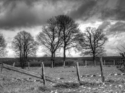 HDR Trees with some snow on the ground BW