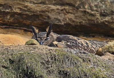 Eagle owl hatching eggs