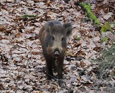 Wild Boar beginning to feel upset at the photographers presence