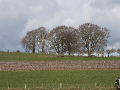 Trees and field with a sprinkling of snow