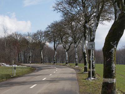Roadside trees impersonating birch trees