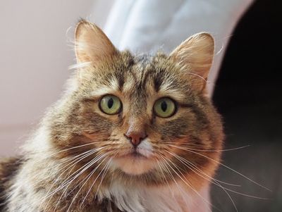 Siberian Forest cat