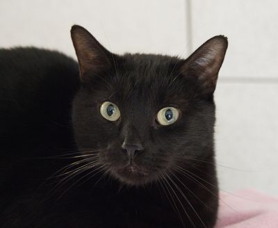 European cat - in classy black