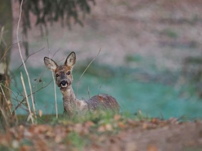 Deer with distemper - viral disease