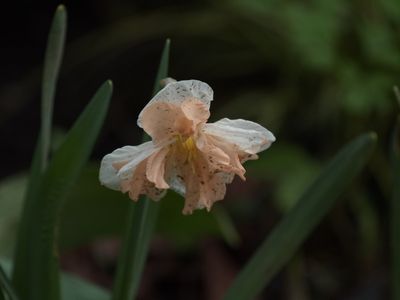 Daffodil raising its head from a rain-sodden soil