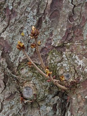 New growth emerging from an old horse chestnut tree
