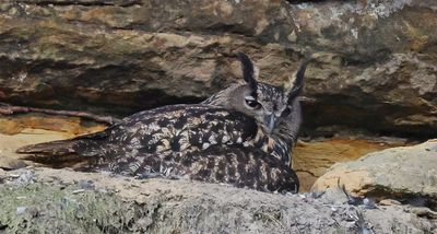 Eagle owl - still waiting for the eggs to hatch