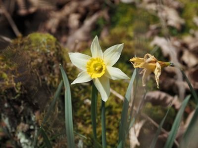 Daffodil - one last gasp