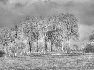 Treescape HDR BW