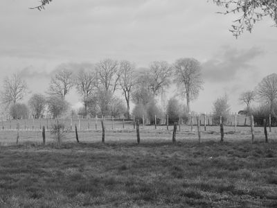 Field with trees BW