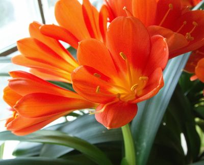 Clivia