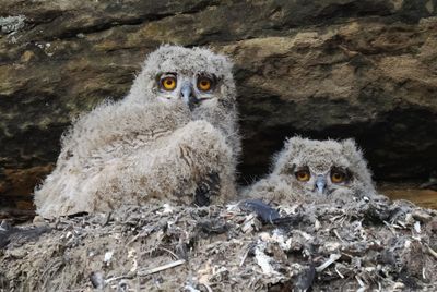 Baby eagle owls waiting for the food delivery