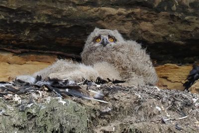 Babby eagle owls with one asleep and the other one watching out for the next food delivery