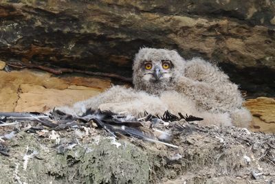 Baby eagle owls with one having dozed off to sleep