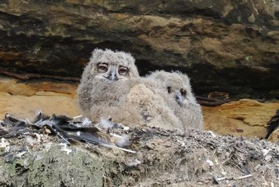 Baby eagle owls beginning to feel very tired