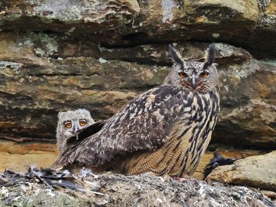 Eagle owl with young