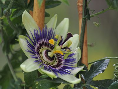 Passiflora