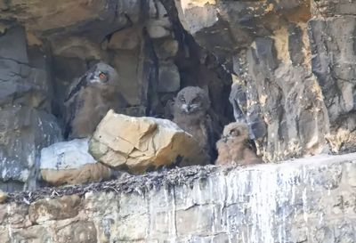 Baby eagle owls - siblings of different sizes 1.jpg res.jpg