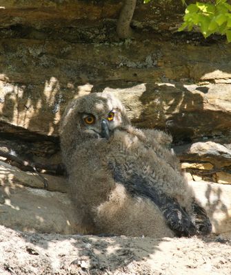 Young eagle owl