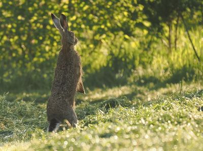 Hare sensing the presence of a fox