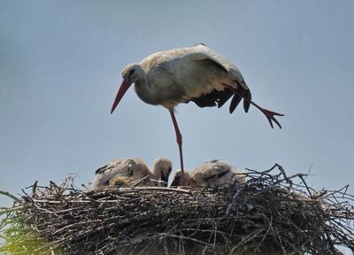 Stork stretching a leg while looking after its brood