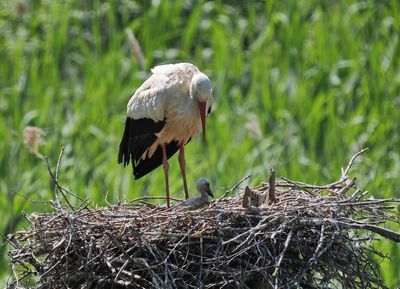 Stork with tender care for its offspring