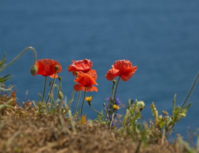 Poppies next to the sea
