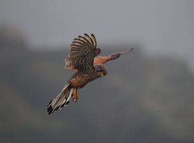Common kestrel - faucon crcerelle - Turmfalke - falco tinnunculus flying against the wind